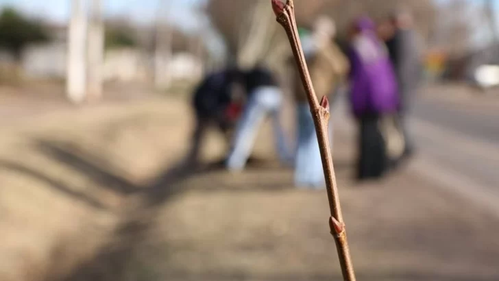 Futuro Verde: Barrancas proyecta sumar alrededor de 300 árboles