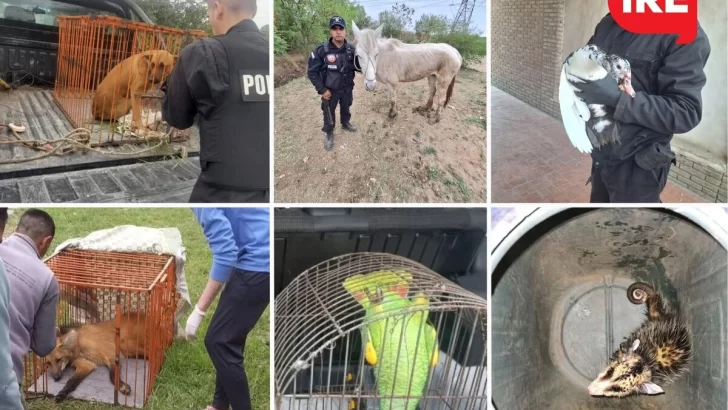 En septiembre la Policía Ecológica rescató a más de setenta animales