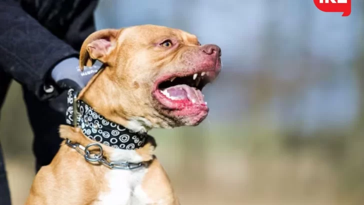 Una joven timbuense y su pareja sufrieron el ataque de un pitbull: “Deben tomar conciencia”