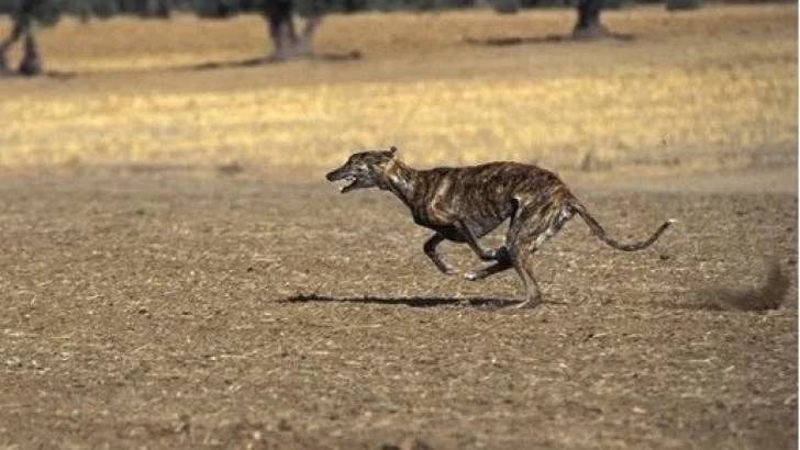 Los Pumas interceptaron a tres hombres que cazaban con galgos