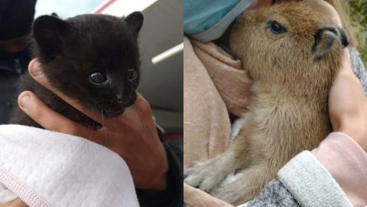 Rescataron a cachorros de carpincho y gato montes que los tenían como mascotas