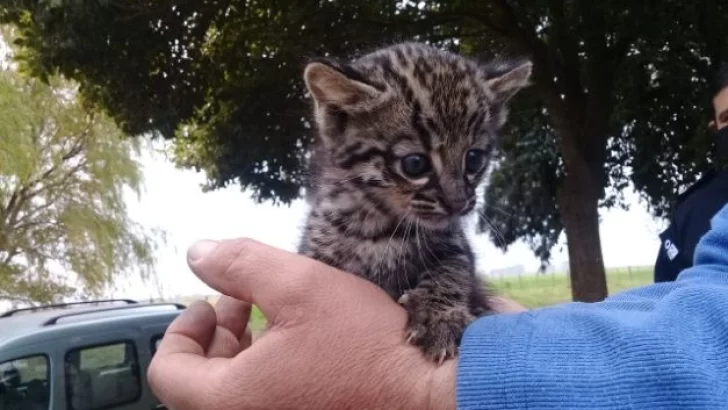 Arreglaban un camino rural y encontraron un cachorro de gato montes