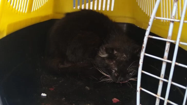 Bomberos de Oliveros rescataron un gatito y le buscan un hogar