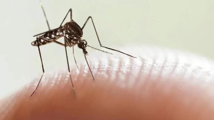 Los SAMCos no cuentan con un protocolo específico contra el dengue