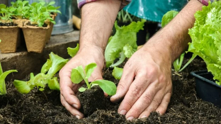 El INTA brindará una capacitación y entregará semillas en Timbúes para fomentar la huerta en casa