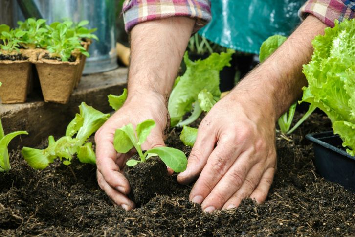 El INTA brindará una capacitación y entregará semillas en Timbúes para fomentar la huerta en casa