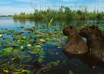 Desde este sábado abre el Parque Nacional Islas de Santa Fe para visitas y acampe