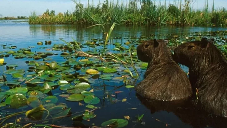 Desde este sábado abre el Parque Nacional Islas de Santa Fe para visitas y acampe