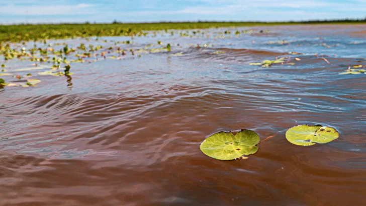 Destinado a hacer historia: Las islas de Gaboto claves en el estudio hídrico y de vegetación