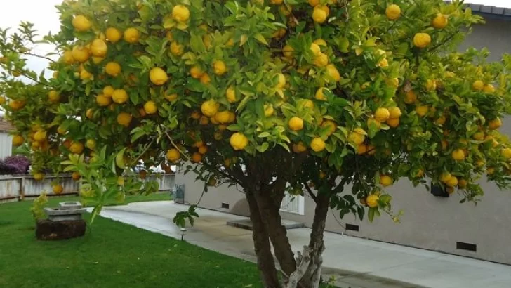 Crearán un bosquecito frutal en el Jardín de Infantes