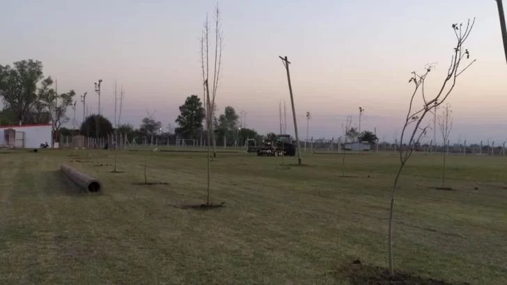 Rompieron árboles recién plantados en el Club Maciel