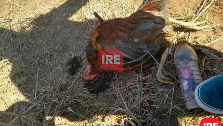 Macabro: Encontraron una escena de magia negra en Díaz