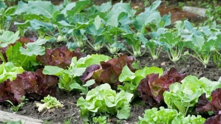 Pequeño productor local ofrece descuentos a jubilados