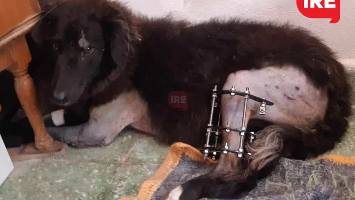 Chocaron a una cachorra en autopista a la altura de Monje y juntan fondos para su cirugía