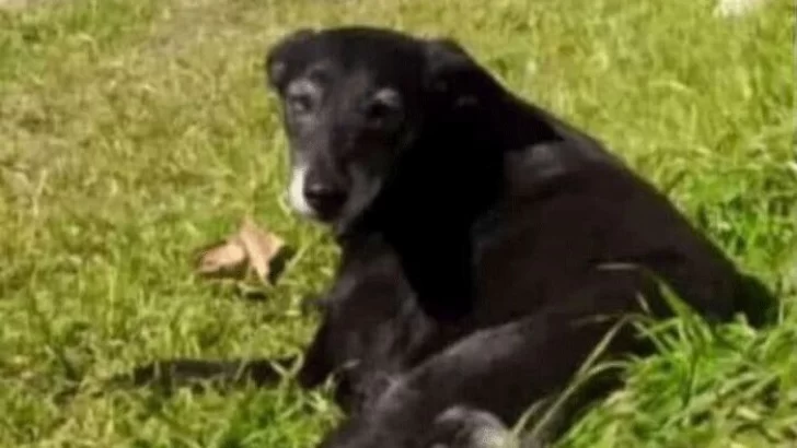 Buscan hogar para Negrita, una perra adulta que fue atacada por otros canes en la Colonia