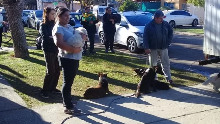 80 mascotas fueron operadas en la campaña de esterilización