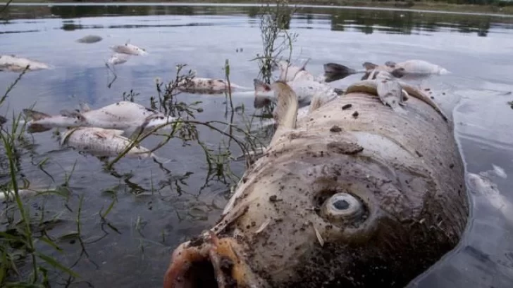 Preocupa la aparición de peces muertos en el arroyo de Monje