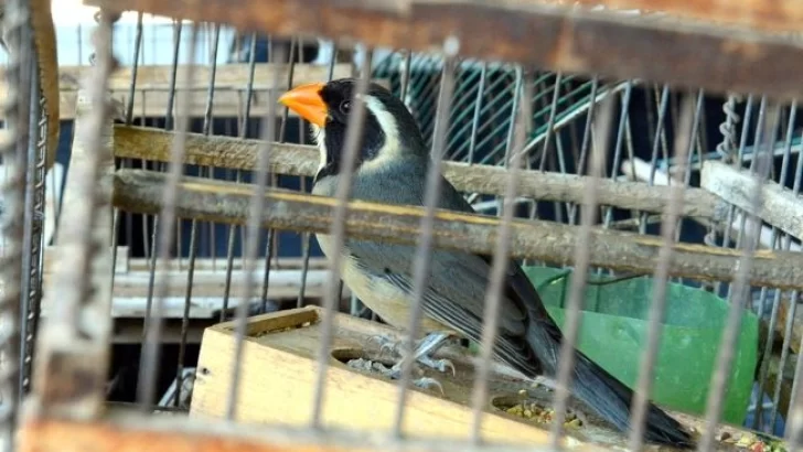 Puerto Aragón: Rescataron aves en cautiverio de un fin de semana