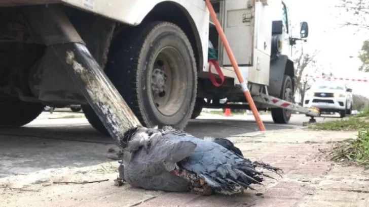 Una paloma dejó sin luz a Aldao y la zona durante algunas horas