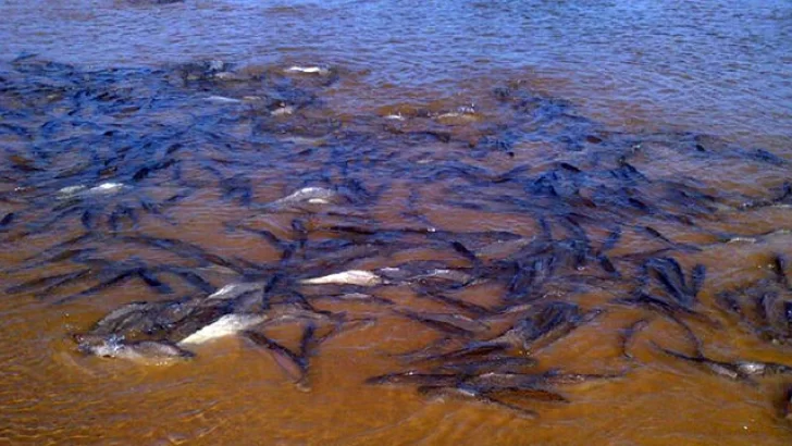 Sin pescadores, cientos de peces reaparecieron en el río Paraná