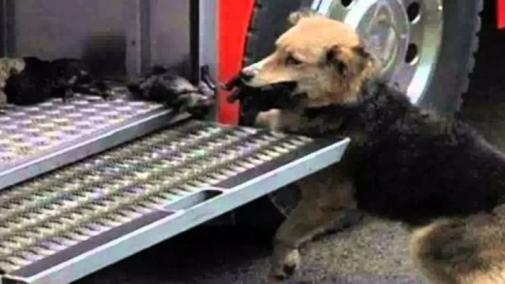 Emotivo rescate: Bomberos salvaron a una perra y sus cachorritos
