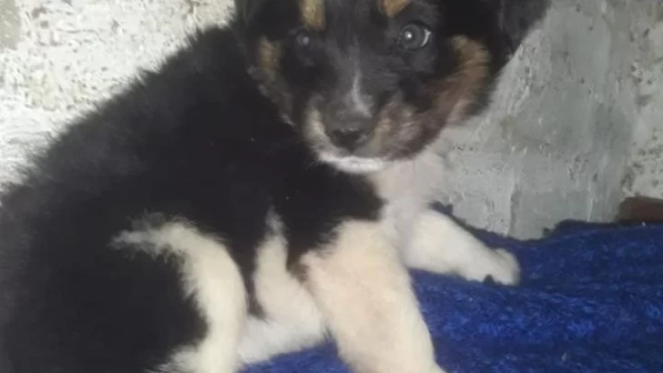 Un vecino logró rescatar a una cachorra abandonada adentro del tronco de un árbol