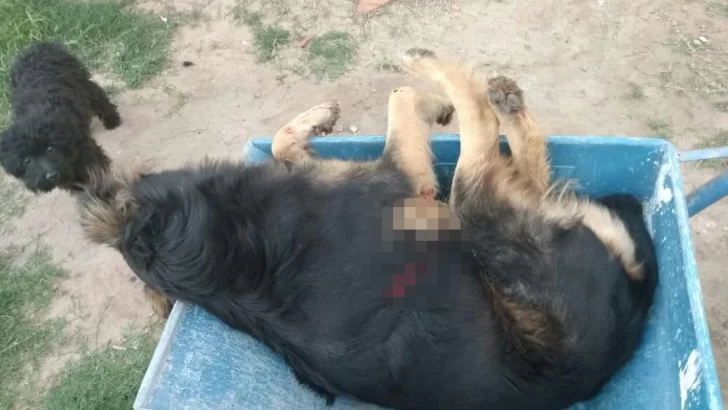 Violencia extrema en Gaboto: Mató a la perrita de su vecina de dos tiros