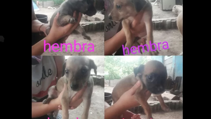 Buscan hogar responsable para cuatro cachorritos rescatados