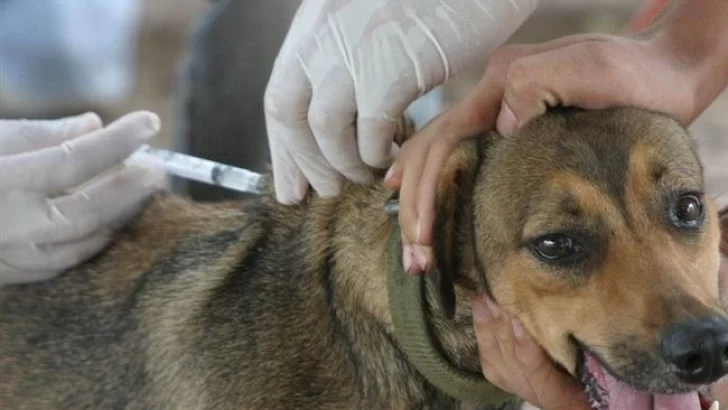 Díaz: Proximamente vacunarán contra la rabia a las mascotas