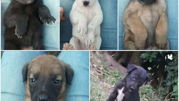 Carrizales: Buscan un hogar para cinco cachorros