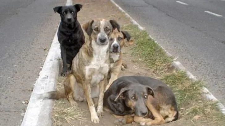 Animales sueltos: un problema y una solución que abarca a todos