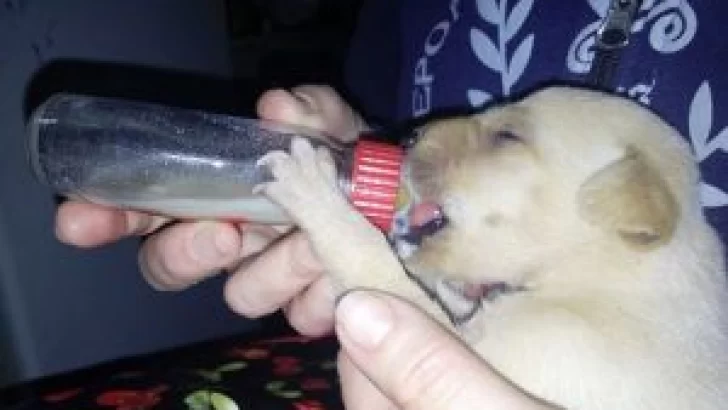 Tras encontrar 15 cachorros abandonados en el basural, protectora pide tenencia responsable
