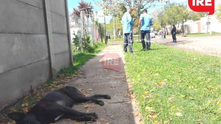 Se cayó un cable de la luz cerca de la primaria y mató a un perrito