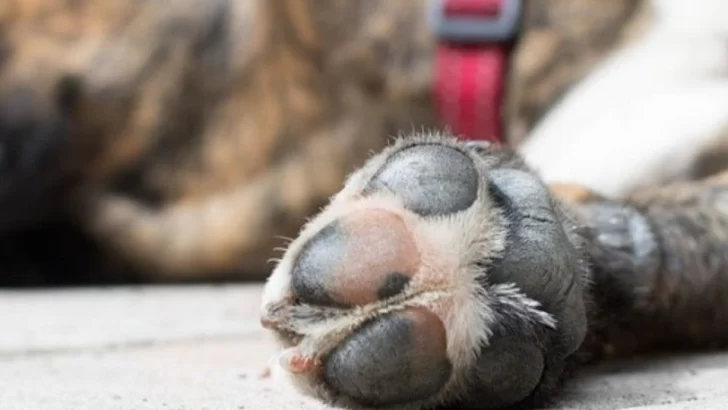 Denunciaron que al menos tres perros murieron envenenados en Oliveros
