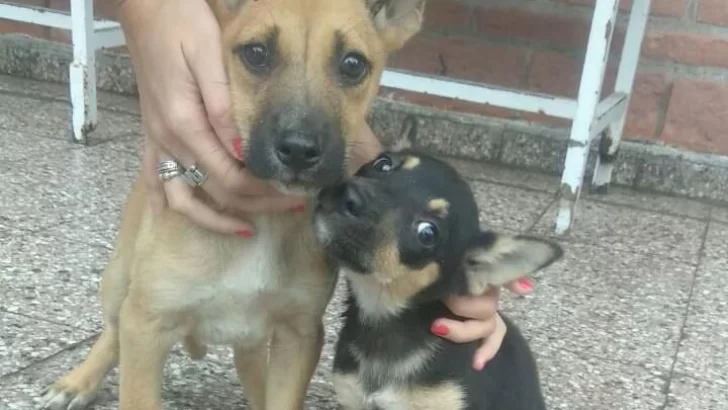 Salud animal: Oliveros tendrá una nueva jornada de esterilización gratuita