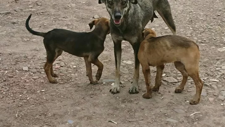Buscan hogares para una perrita con cuatro cachorros