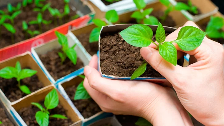 Hoy un taller para aprender a hacer la huerta en casa