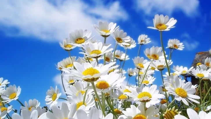 Llega la primavera con temperaturas que irán en ascenso hasta el jueves
