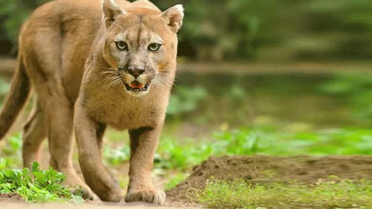 Tomó un camino rural por los camiones y se topó con un puma