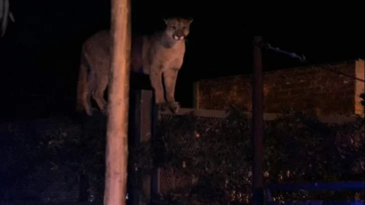 Impresionante: Apareció un Puma en Roldan y alertó a todos