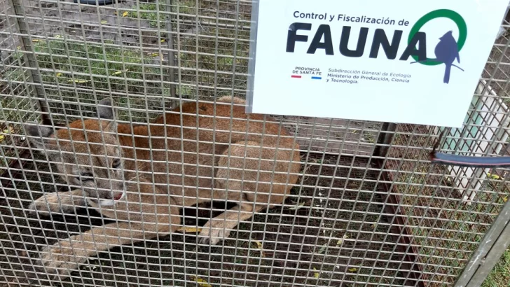 Sancionaron a un hombre que tenía pumas y ciervos encerrados en una estancia