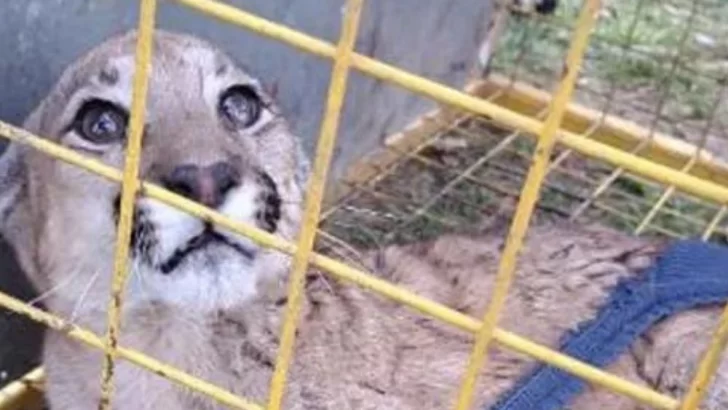 La policía comunitaria rescató a un cachorro de puma herido en Gaboto