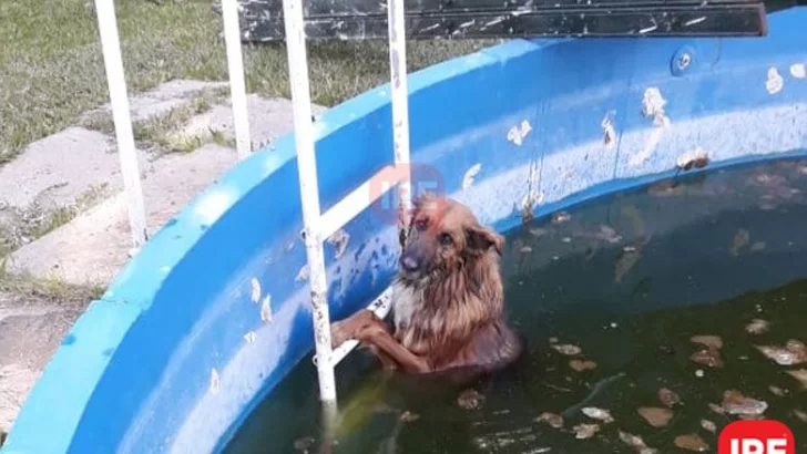 Sin palabras: Un perrito se cayó en una pileta, fue rescatado y lo agradeció