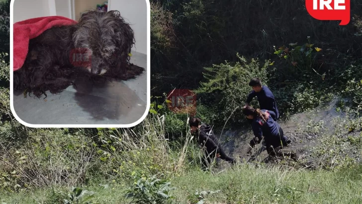 Bomberos rescataron a un perrito ciego del canal y buscan a sus dueños