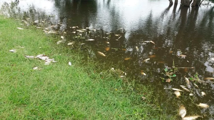 Preocupa la gran mortandad de peces en el norte provincial