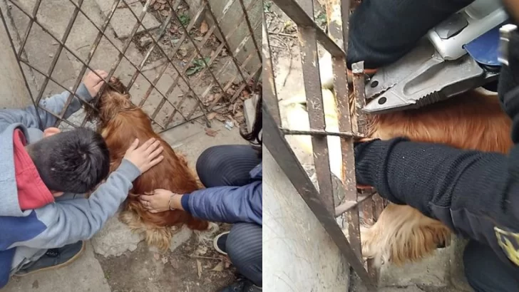Zapadores rescataron a un perrito que quedó atrapado en una reja