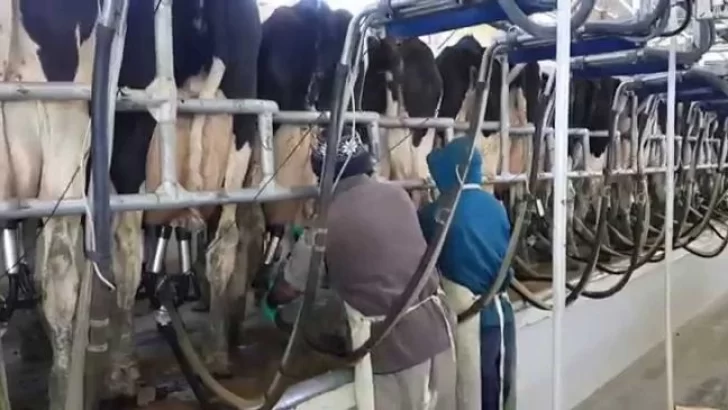 La Provincia amplió la línea de créditos para tamberos