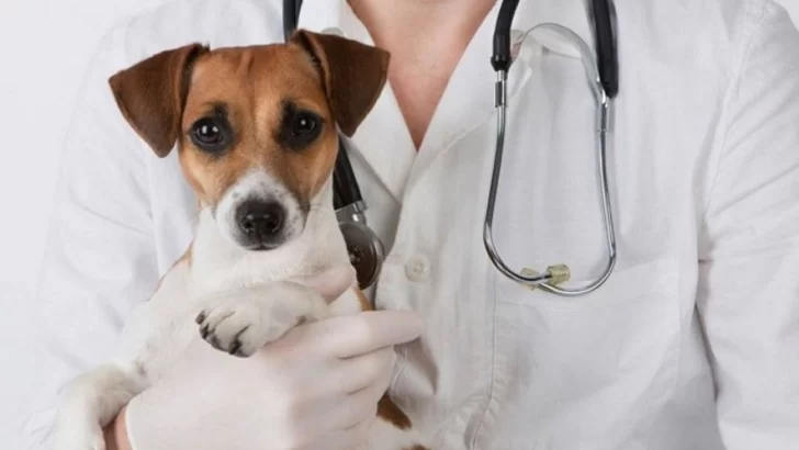 Atención: Mascotas Oliveros cambió la metodología de actuación