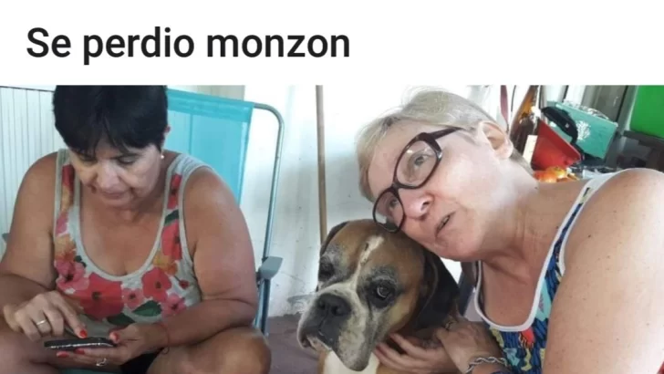 Intensa búsqueda de dos perros perdidos desde ayer