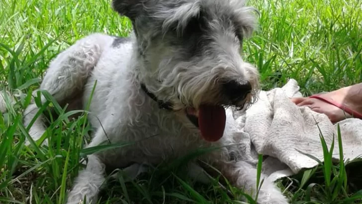 Una familia de Timbues busca hace días desesperadamente a Tobi